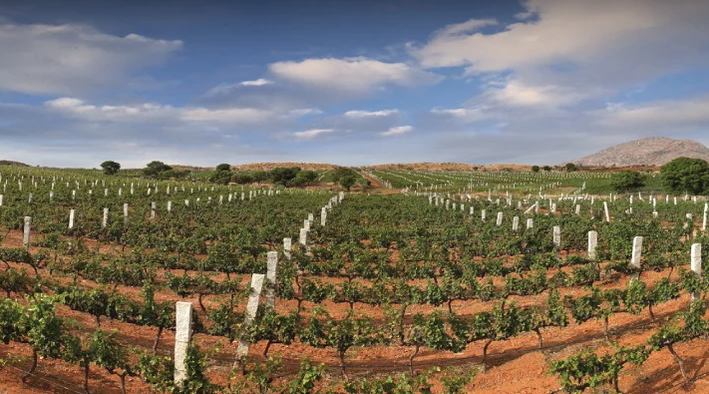Grover Zampa Vineyards, Bengaluru (Bangalore) Rural, Karnataka - Vushii.com